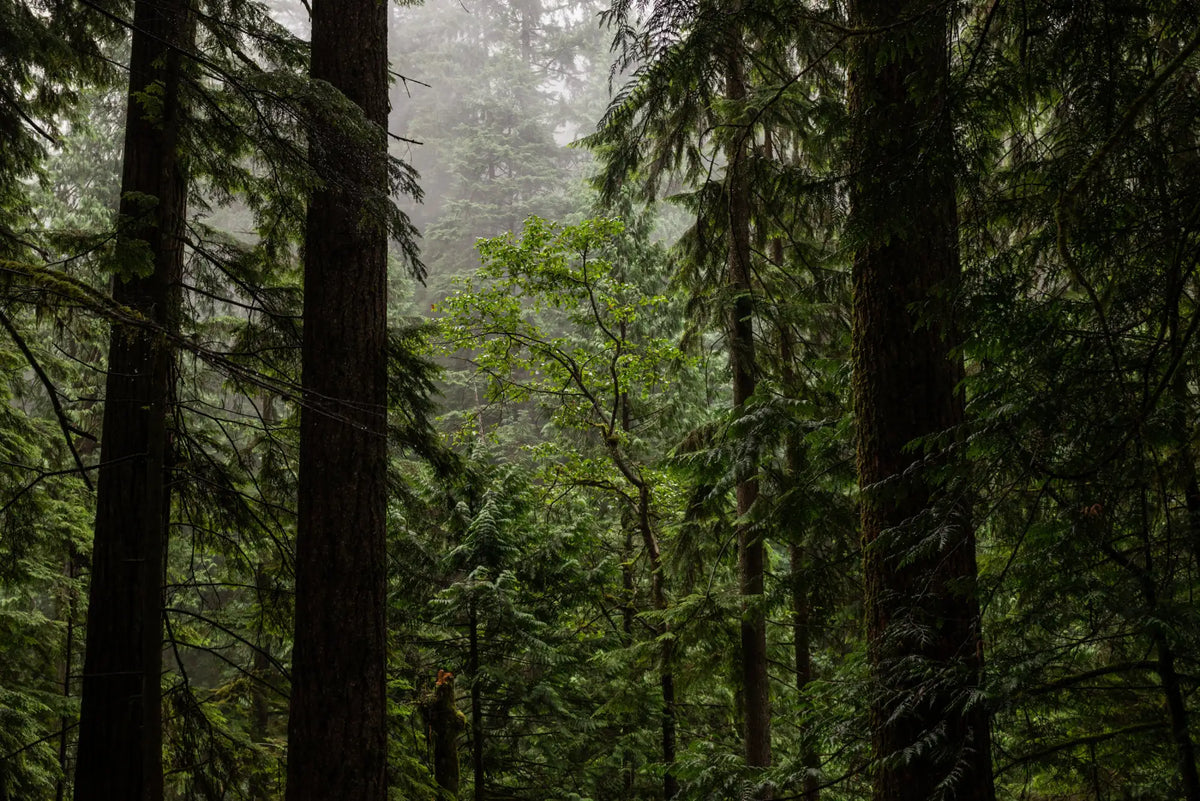 Misty forest with towering evergreen trees and lush green foliage.