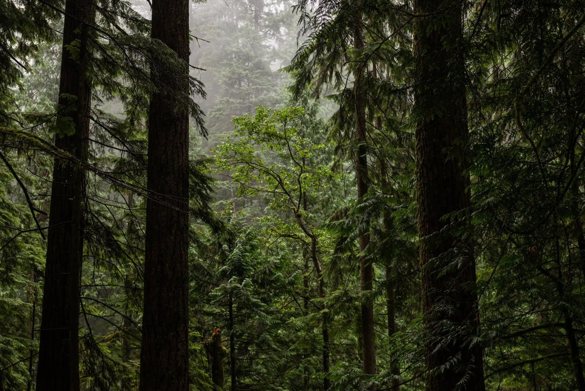 Misty forest with towering evergreen trees and lush green foliage.