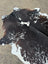 A large cowhide rug with beautiful black white and brown spotted unique characteristics perfect for home decor