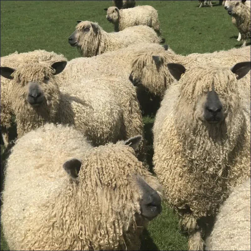 Natural cream Wensleydale Sheeps wool yarn worsted weight