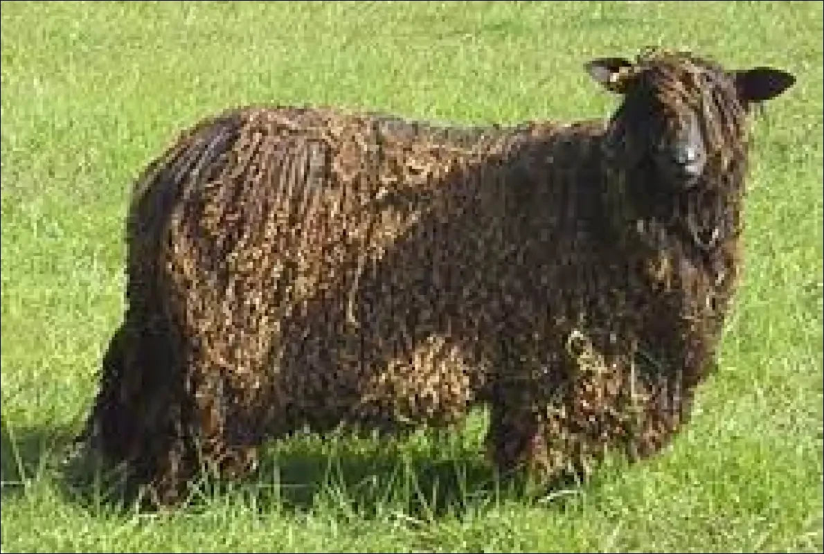 Natural Wensleydale Sheeps wool yarn worsted weight