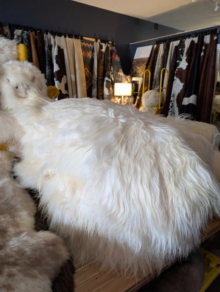 A plush natural white icelandic sheepskin rug with long wool icelandic fibers and soft irregular texture