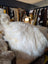 A plush natural white icelandic sheepskin rug with long wool icelandic fibers and soft irregular texture