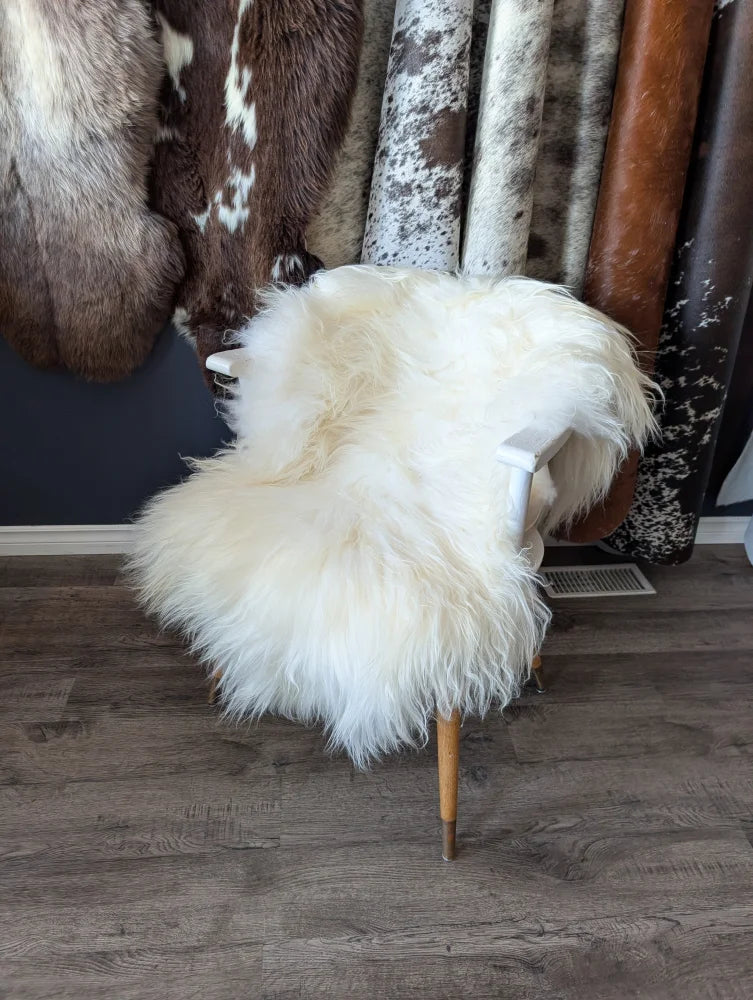 Natural white icelandic sheepskins with long wool icelandic fibers draped over a white chair for cozy decor
