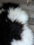 A plush natural black icelandic sheepskin rug with a soft fluffy texture from naturally spotted icelandic sheepskins arriving soon