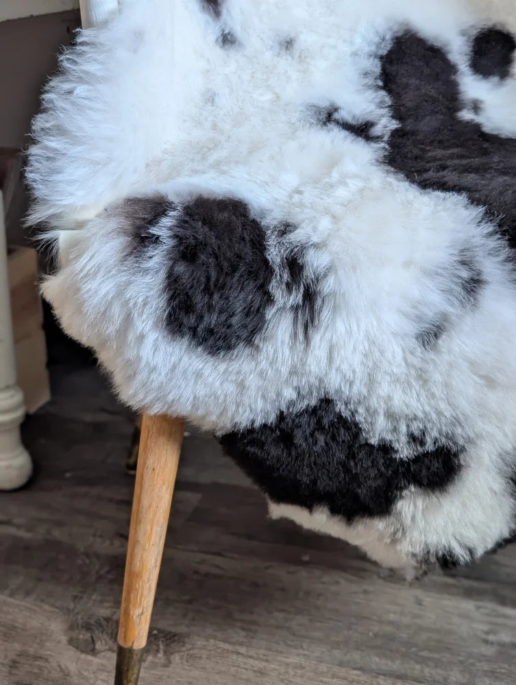 A natural black icelandic sheepskin rug with plush black and white spots draped over a wooden chair leg arriving soon
