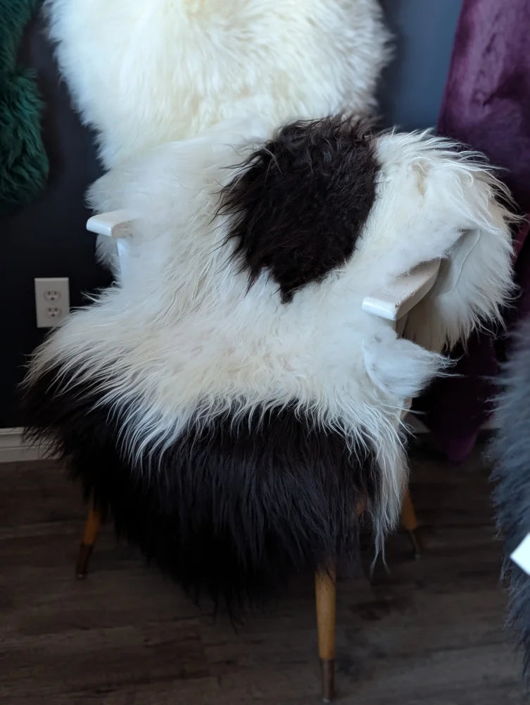 A plush natural black icelandic sheepskin chair cover with fluffy white spots and a shaggy texture arriving soon
