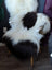 A plush natural black icelandic sheepskin chair cover with fluffy white spots and a shaggy texture arriving soon