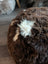 Fluffy natural British angus oliver sheepskin floor pouf dog design