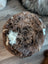 Natural British Angus Oliver cowhide floor pouf ottoman