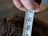 Measuring tape on natural British Angus Oliver ottoman sheepskin floor pouf