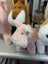 Soft pink plush pig with black button eyes and a stitched nose from pink piggies product line