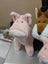 Pink piggies plush pig toy with soft fluffy texture and embroidered black eyes perfect for kids and decor