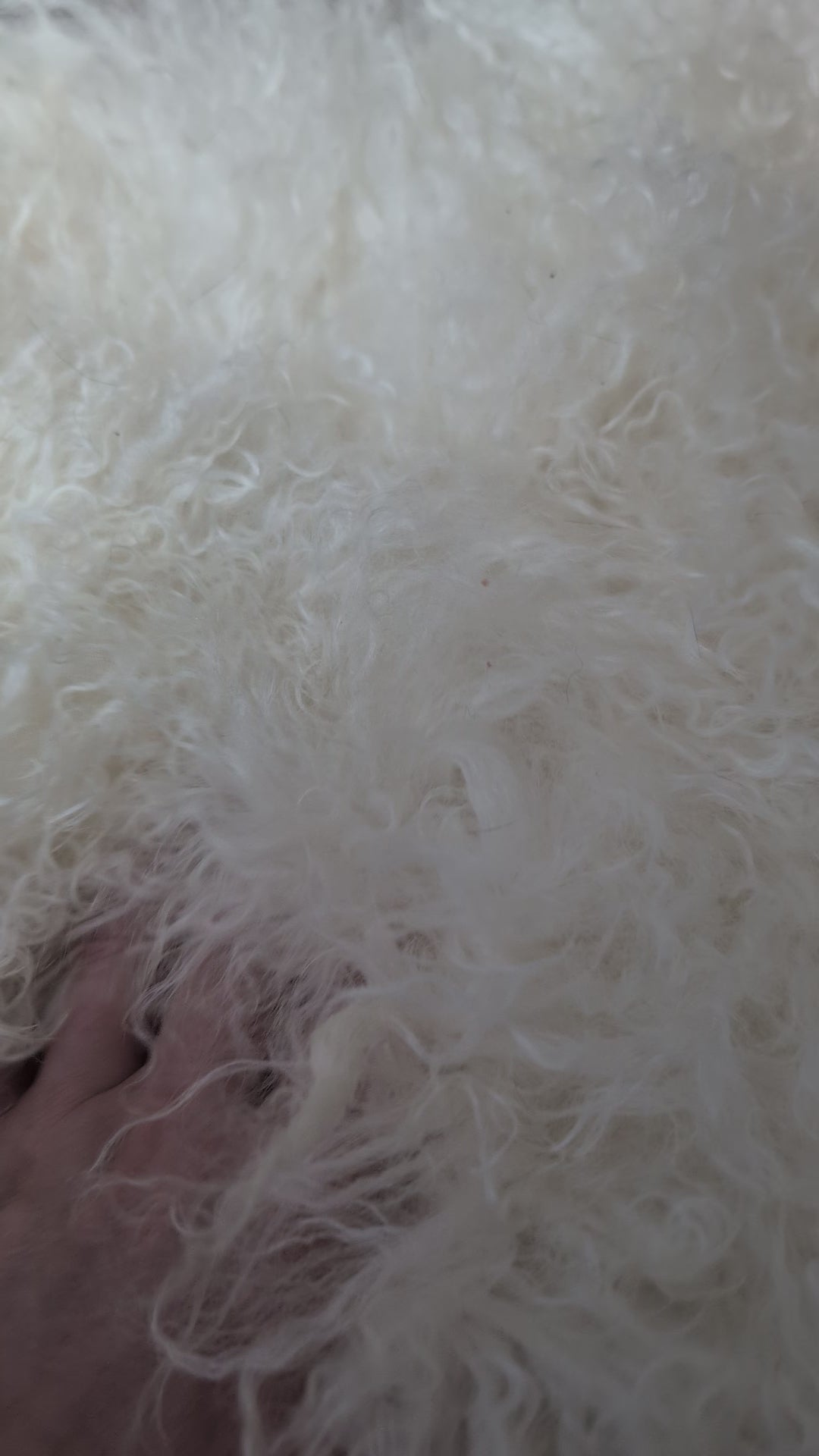 Spécial ! Superbe peau de mouton blanche de Mongolie