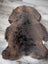A plush dark brown british isles sheepskin rug with natural shape and dense soft fur arriving soon