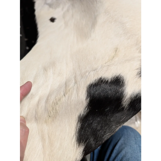 Extra large cowhide rug with black and white patches, leather texture