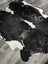 Large black and white cowhide rug with natural edges extra large cowhide for stylish floor decor