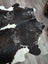 Black and white large cowhide rug with natural irregular edges extra large reddish 476 89 by 77 inches