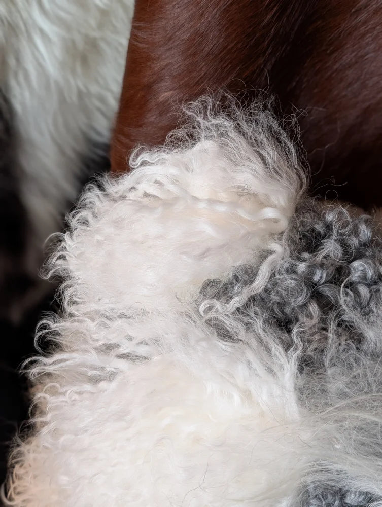 Fluffy white gray curly dog tail on ridiculously over the top grey sheepskin cushion