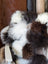 Ridiculously over the top sheepskin cushion with plush curly white and dark brown fur