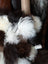 Ridiculously over the top checkered sheepskin cushion with plush curly fur