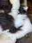 Ridiculously over the top checkered sheepskin cushion rug
