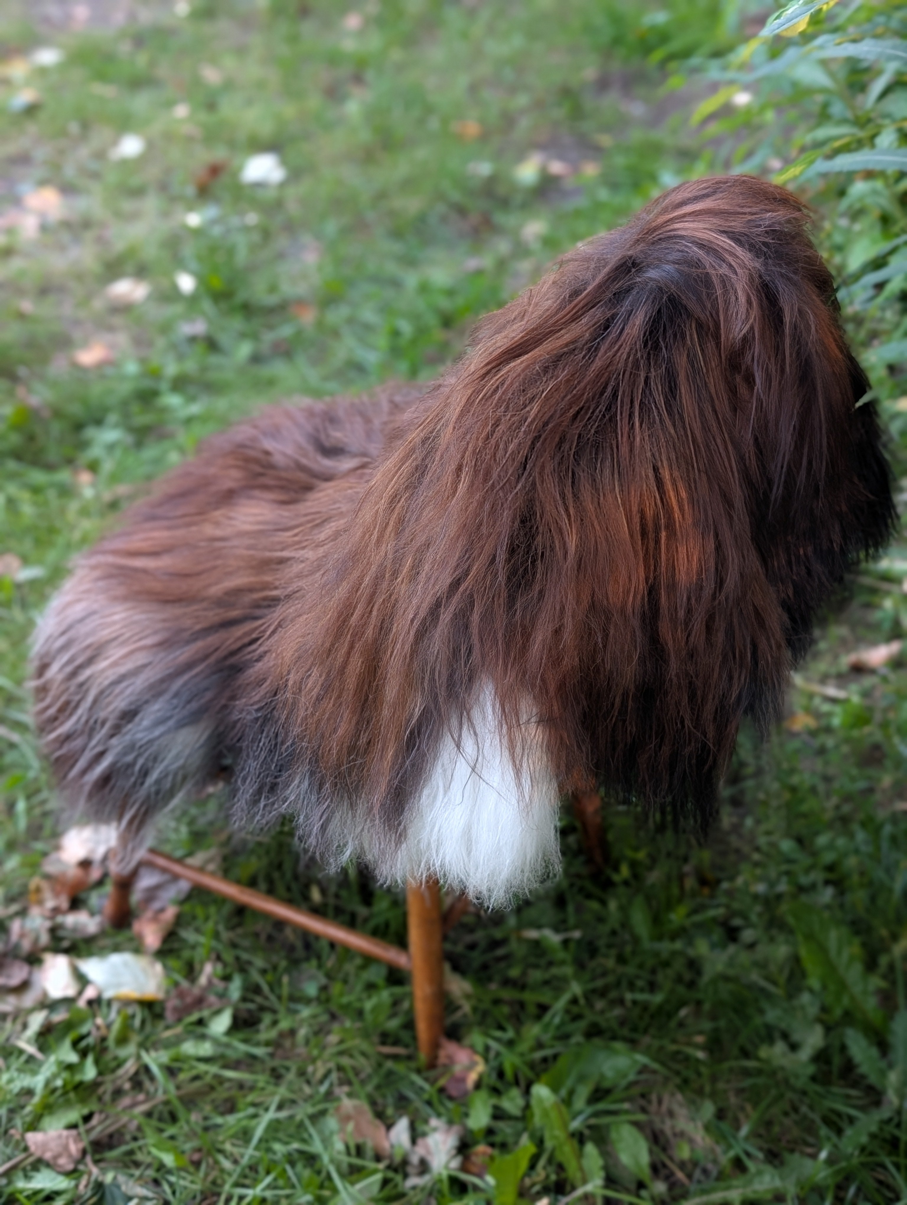Fall#2 Massive Natural Dark Rusty Icelandic Sheepskins
