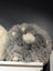 Cute plush sheepskin cushion with gray fur and white face