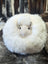 Fluffy white rotund sheep cushion made of soft merino sheepskin with simple black button eyes restocked mid october