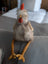 A plush chicken toy named rupert the rooster with striped gray and white body and orange feet from nana huchy