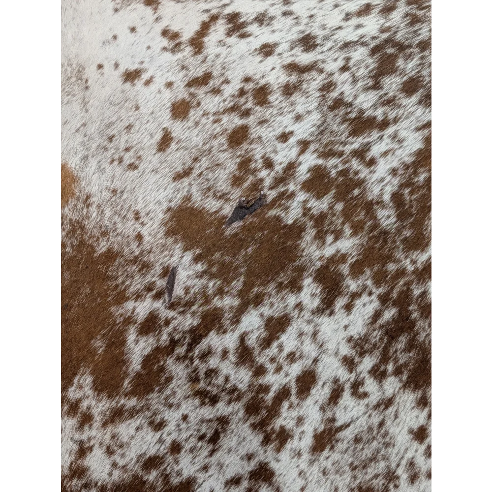 Extra large brown and white spotted cowhide rug saltpepbrn31 perfect large cowhide for stylish spaces