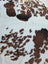 Brown and white large cowhide rug with rustic charm natural textured surface by angus oliver saltpepbrn358 arriving soon