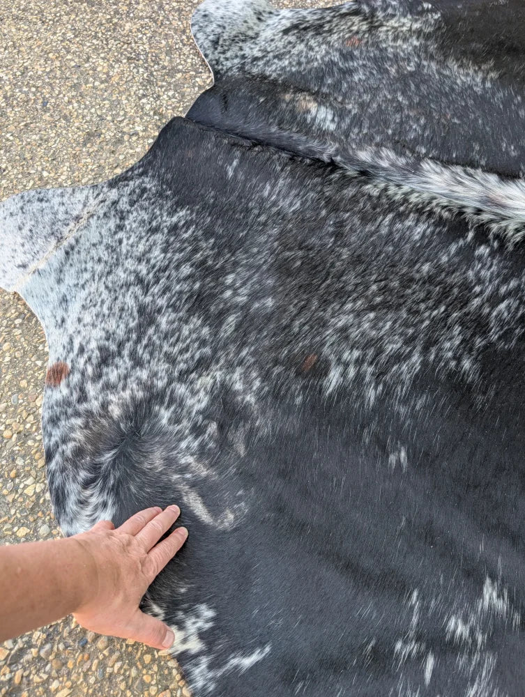 Large black and white speckled cowhide rug with unique characteristics and rustic charm saltpep tricolour 101 x 89