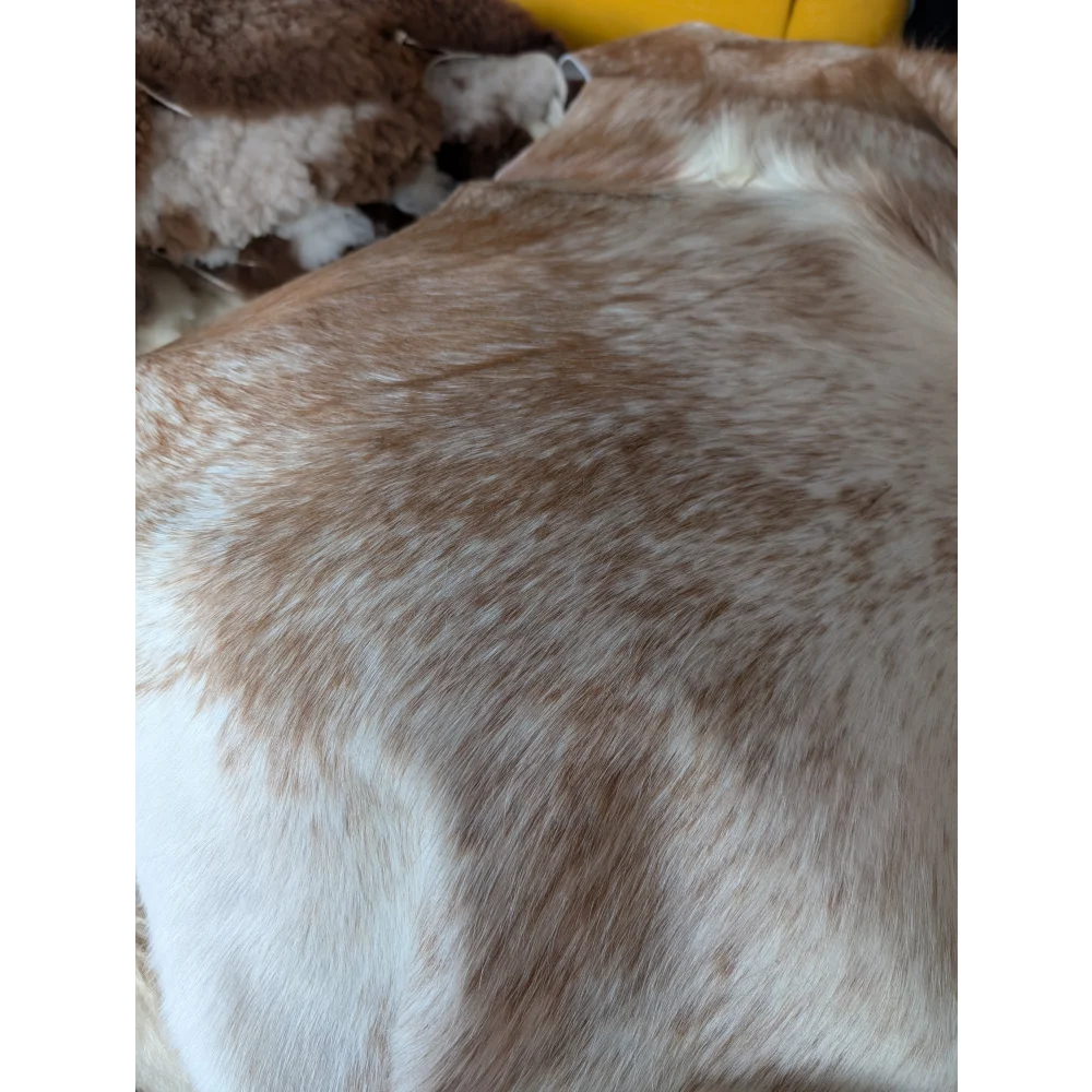 A fluffy brown and white dog resting on a soft large cowhide rug salty2 by angus oliver with beautiful texture