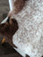 A plush cream and brown tibet highland spotted sheepskin rug with curly texture measuring 39 by 26 inches