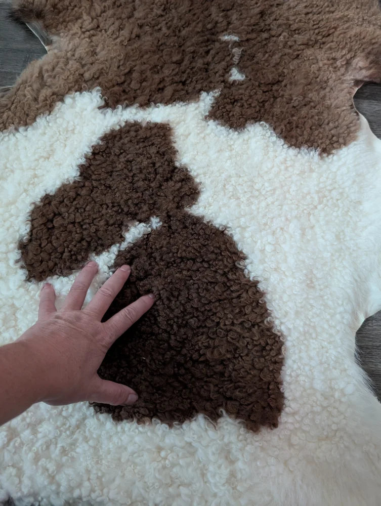 A plush tibet highland spotted sheepskin rug in brown and white with soft textured curly fur measuring 41 by 26.5 inches