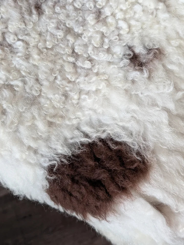 A plush curly white and brown tibet highland spotted sheepskin rug with a soft textured surface 42 x 27 inches