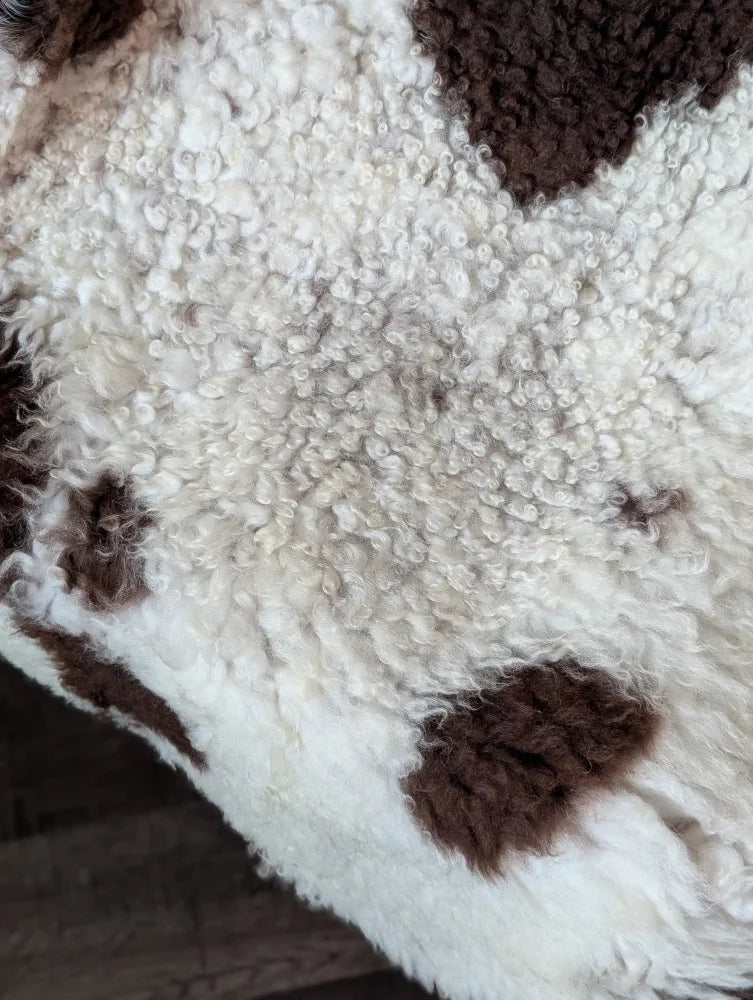 White and brown highland spotted sheepskin rug with curly plush texture 42 by 27 inches from tibet highland spotted grade a