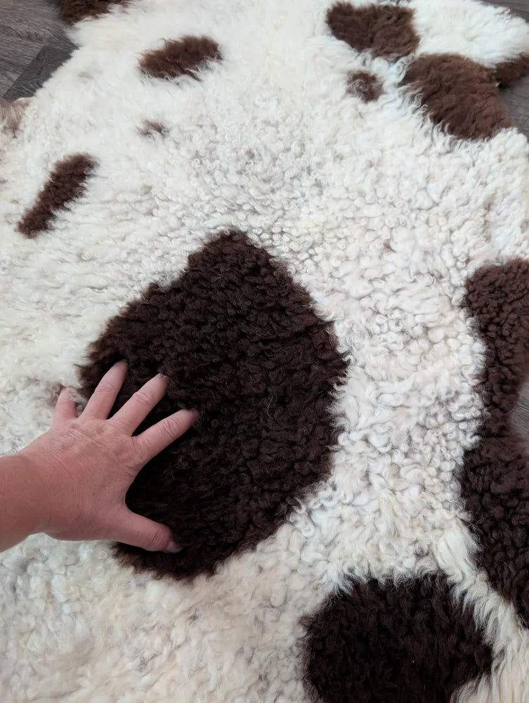 A plush tibet highland spotted sheepskin rug with curly white and brown spots and a hand on a dark patch