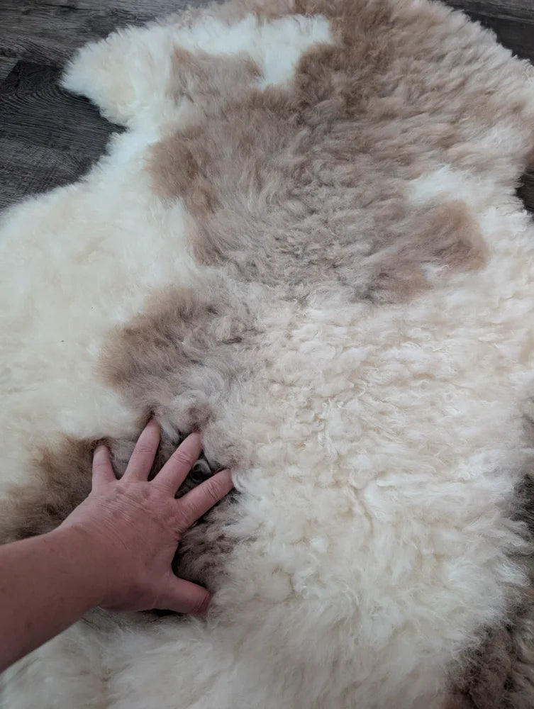 A soft fluffy tibet highland spotted sheepskin rug in creamy white and light brown patches grade a quality
