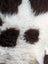 A plush curly white and black tibet highland spotted sheepskin rug with soft fluffy texture measuring 39 by 25 inches