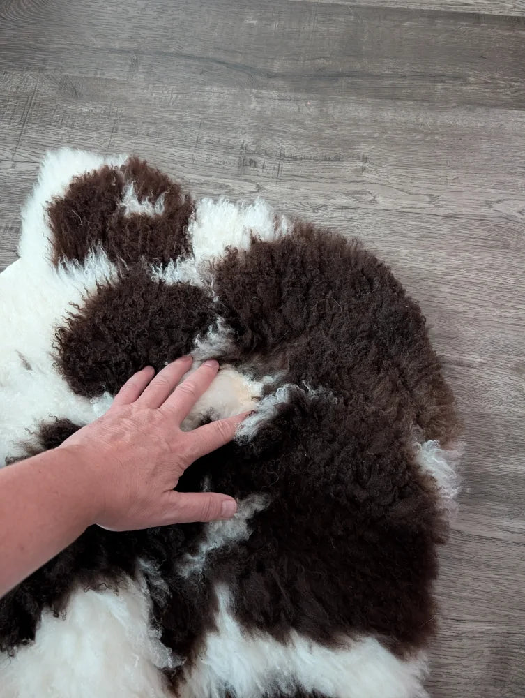 A plush curly brown and white highland spotted sheepskin rug made from soft tibet highland spotted wool