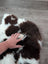 A plush curly brown and white highland spotted sheepskin rug made from soft tibet highland spotted wool