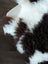A plush curly brown and white tibet highland spotted sheepskin blanket with soft fluffy texture 39 x 25 inches