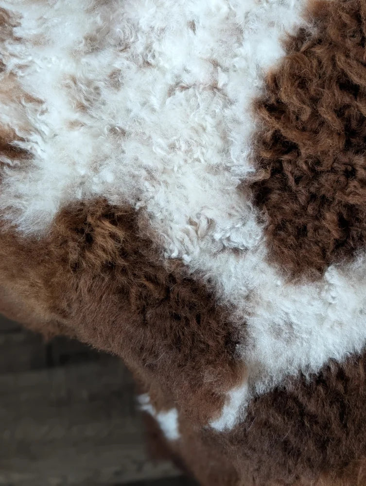 A fluffy tibet highland spotted sheepskin with curly white and brown wool measuring 43 by 27 inches