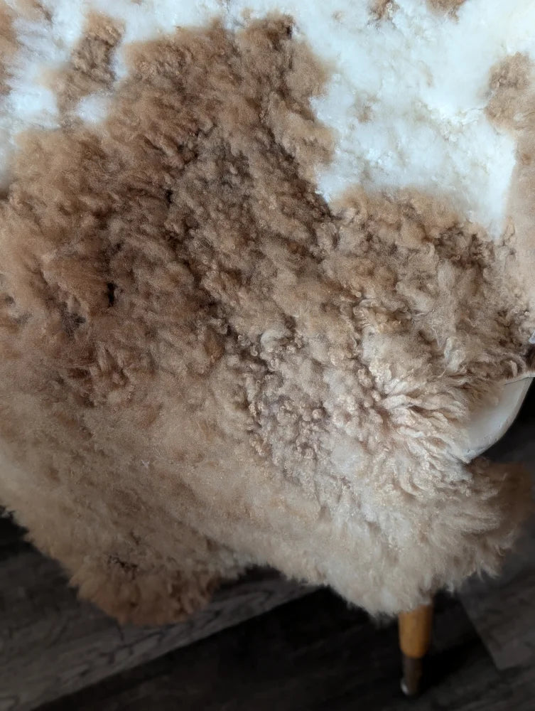 A cream tibet highland spotted sheepskin rug with soft curly texture and natural brown patches 44 by 26 inches