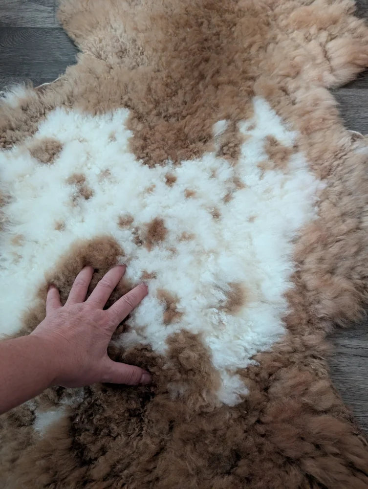 A plush tibet highland spotted sheepskin rug with creamy white and warm brown fur for cozy home decor