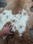 A plush tibet highland spotted sheepskin rug with creamy white and warm brown fur for cozy home decor