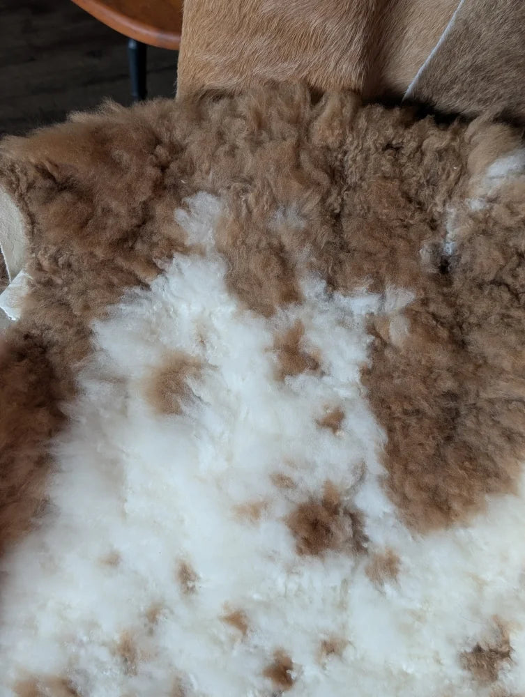 A plush curly brown and white tibet highland spotted sheepskin rug with soft natural texture measuring 44 x 26 inches
