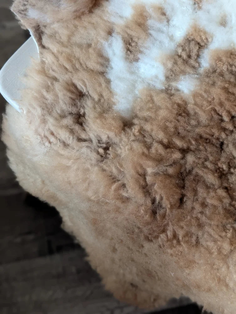 A fluffy light brown and white tibet highland spotted sheepskin rug with a soft textured surface 44 x 26 inches